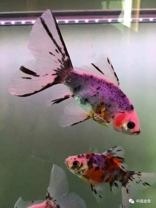 没错 她的身型配的上 小甜心金鱼 称号 腾讯新闻