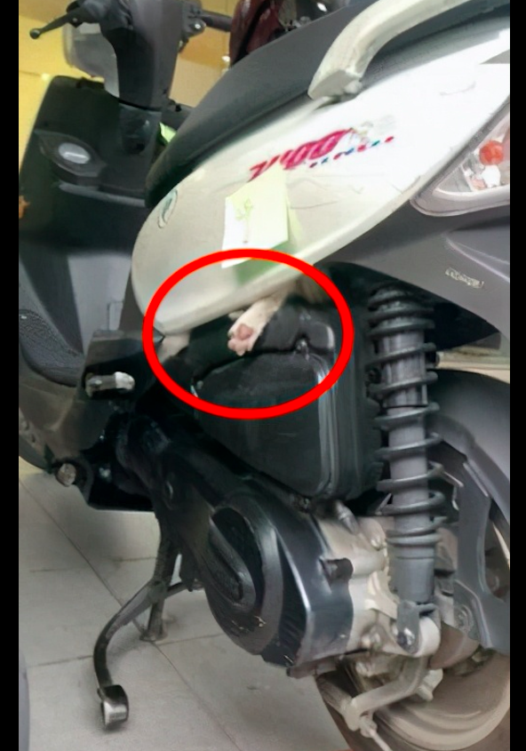有只猫咪藏在摩托车车座下 只露出个粉色爪子 在炫耀大长腿吗 猫咪