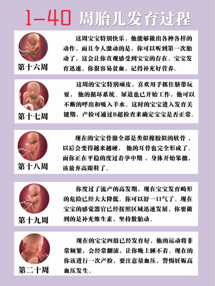 1 40周胎儿发育全过程超级详细 腾讯新闻