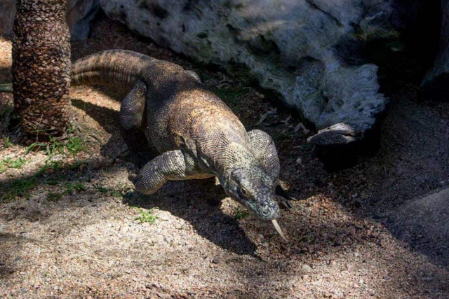 鳄鱼跟踪科莫多巨蜥回巢穴没想到下一幕发生了这样的事