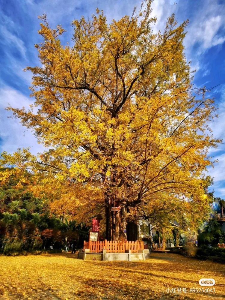 杭州常见景观树木图片
