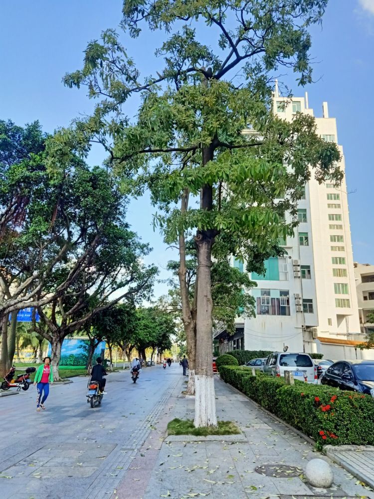 海口街头盆架子树有人喜欢有人忧