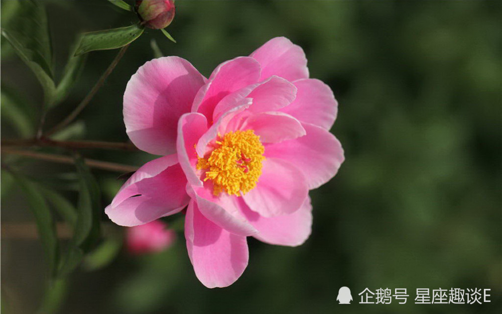 11月13日星座运势 峰回路转 诸事顺遂的四大星座 腾讯新闻