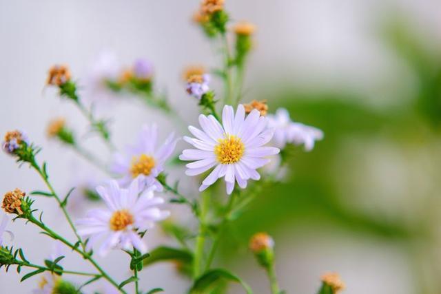 12月下旬,花香醉人,思念迴盪,3星座兩心相眷,餘生無怨無悔