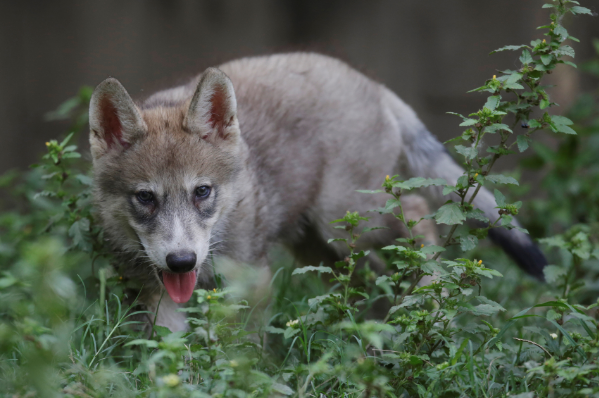 心理学:有4只小狼,哪一只会成为狼王?测你目前心底隐藏的心病是啥?