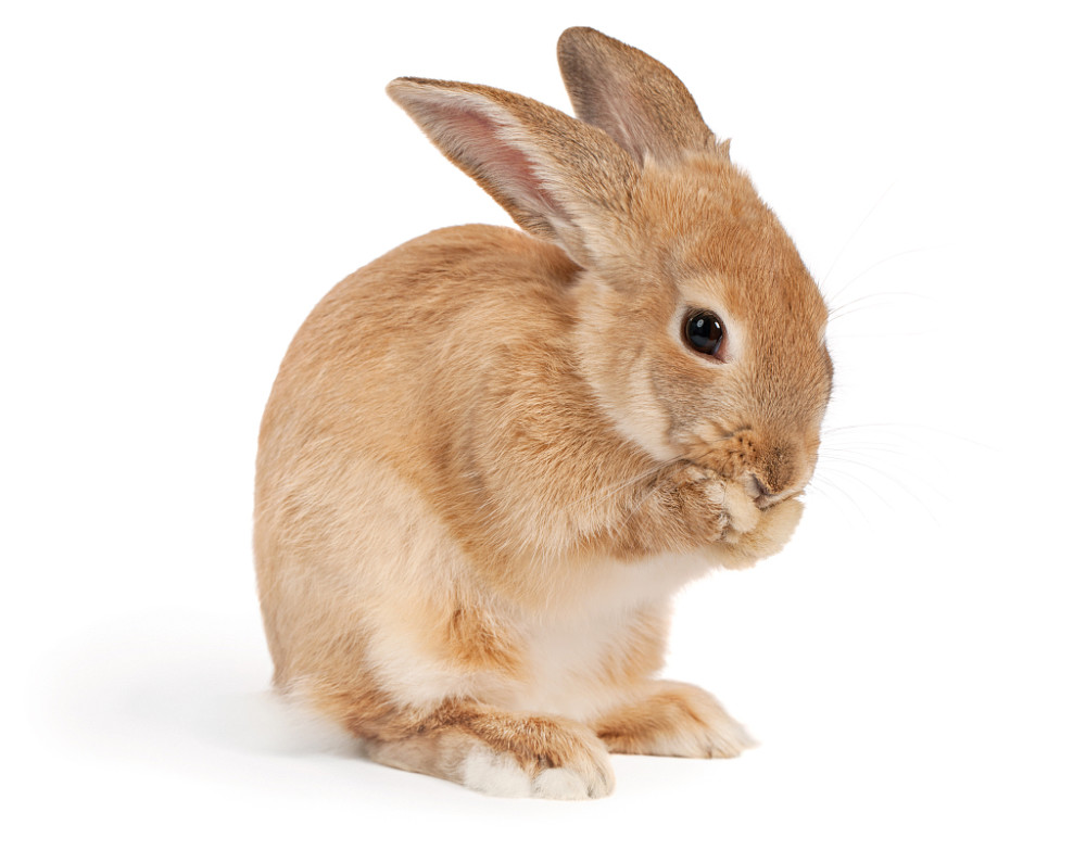 1125日熬过大难吉星庇佑12月迎来人生大机遇的生肖