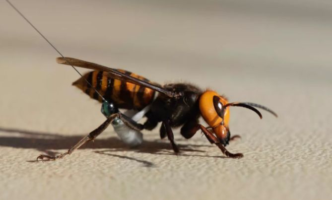 科学家摧毁美首个杀人大黄蜂巢穴时发现近500只黄蜂