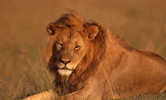 胡狼掏肛睡觉狮子咬一口撒腿就跑下一秒狮子瞬间炸毛