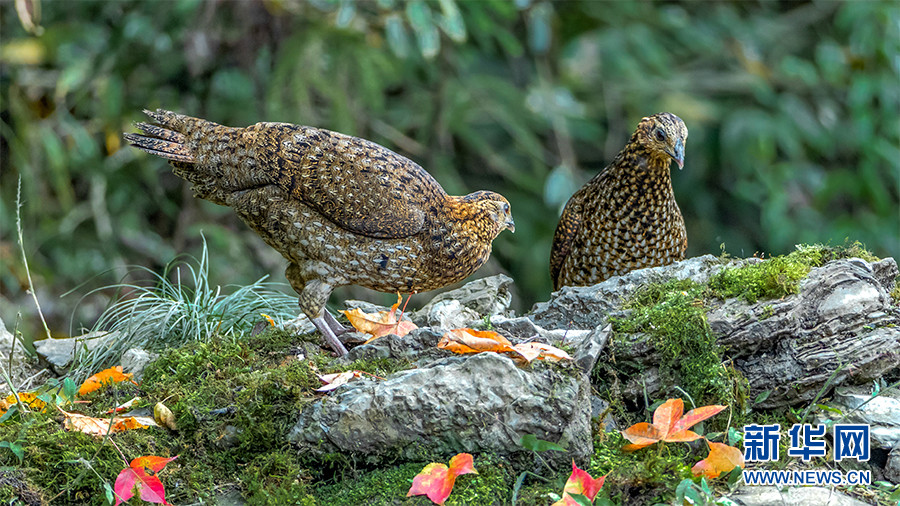 一对红腹角雉雌鸟在金佛山国家森林公园内漫步觅食.