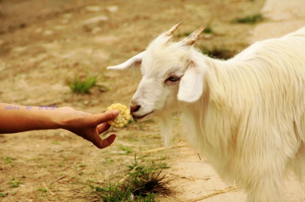 属羊人:2月21日会有1个贵人来圆你20年心愿,看看他是谁吧!