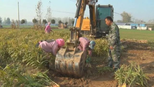 十亩地挣几十万 他靠种姜发了财 腾讯网