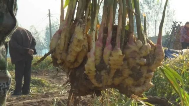 十亩地挣几十万 他靠种姜发了财 生姜