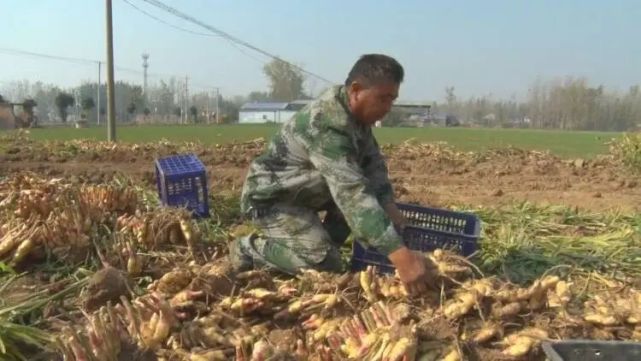 十亩地挣几十万 他靠种姜发了财 腾讯网