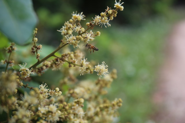 蜜蜂种类的不同对蜂蜜品质有影响吗 蜜蜂 蜂蜜