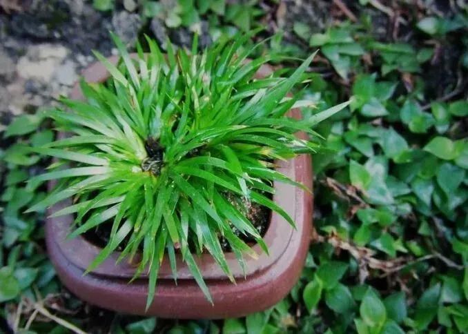 一味开心散可治善忘甚至老年痴呆