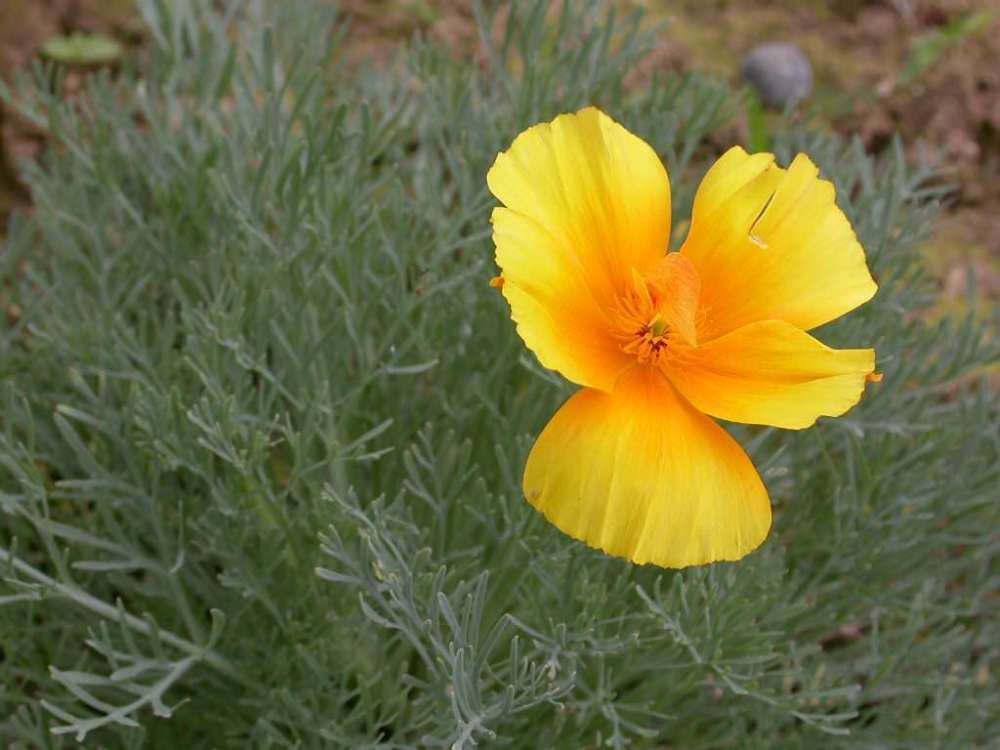 在美国发现的花菱草,花语十分浪漫,很多人用它来告白,成功率高