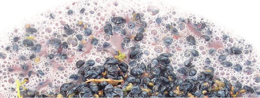 自酿葡萄酒|为什么我不建议你自己酿葡萄酒