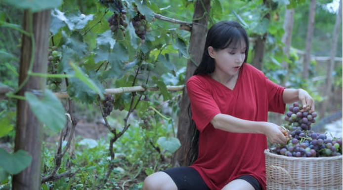 自酿葡萄酒|为什么我不建议你自己酿葡萄酒