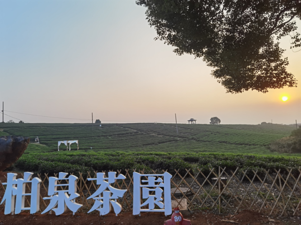武汉市东西湖区柏泉茶园正在积极开发乡村休闲游项目记者:常喆,赵文华