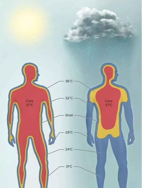 恒温炉供能 人体核心温度保持在37度 腾讯新闻