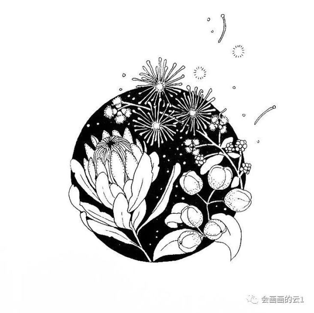 黑白植物花卉作品欣赏