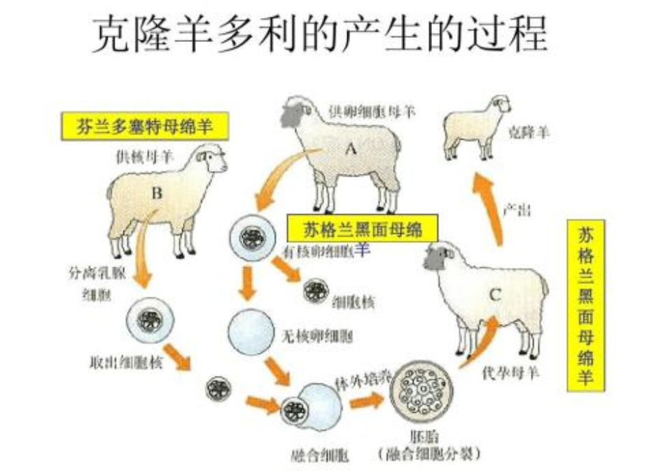 为什么现在很少提克隆了看克隆羊多莉的一生或许你会明白