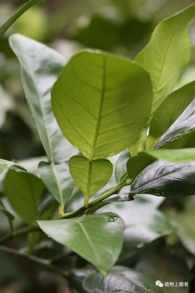 单身复叶翼叶短于叶的一半新枝扁而具棱每年端午节,妈妈都会在市场上