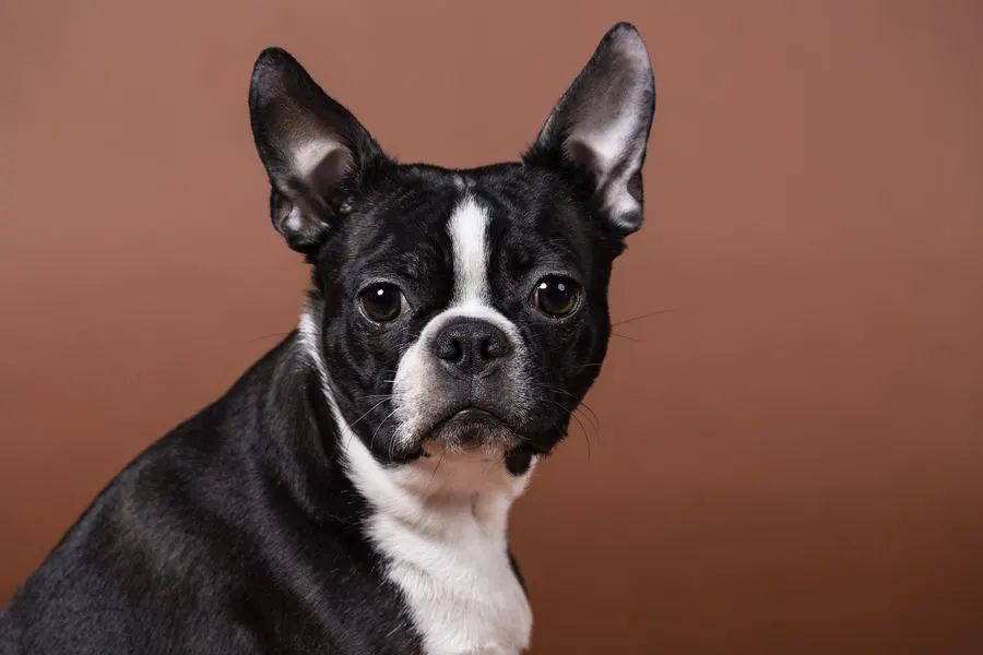 致狗狗失明的白内障很常见 特别是这几个品种的狗狗 腾讯新闻