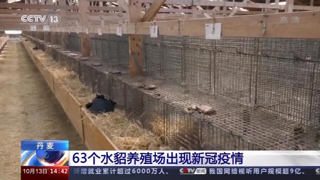 丹麦首相道歉承认捕杀水貂无法可依是非法的