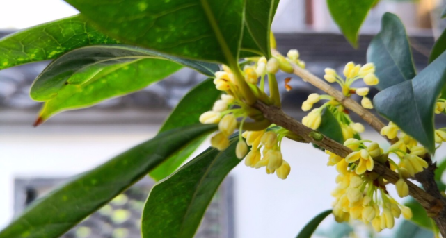 风水先生告诫孙子 桂花门前栽 贵人立门内 但这4个地方不宜栽桂花树 风水 贵人