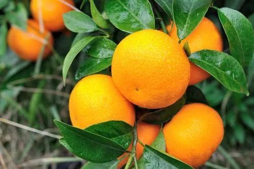 多效唑|别再用多效唑了，这个药喷一遍顶三遍，控旺、抗倒，又防病