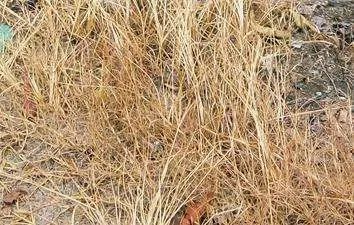 草甘膦|百草枯退市，这个药将扛起除草大任，除草快，死草彻底，价格便宜