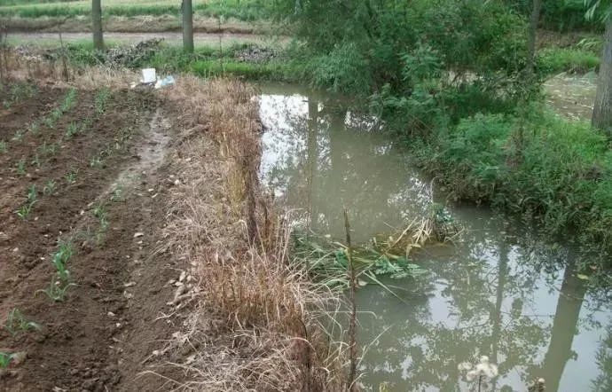 草甘膦|百草枯退市，这个药将扛起除草大任，除草快，死草彻底，价格便宜