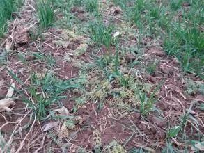 草甘膦|百草枯退市，这个药将扛起除草大任，除草快，死草彻底，价格便宜