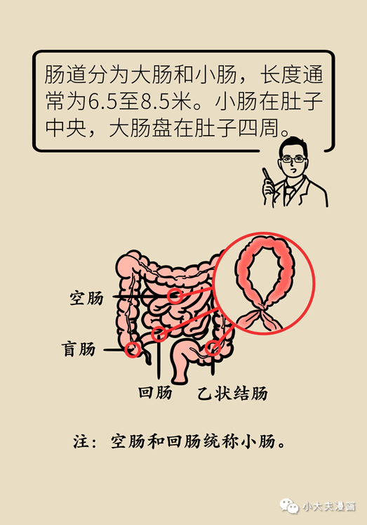 大小肠检查方法(小肠检查和大肠检查有什么区别吗)