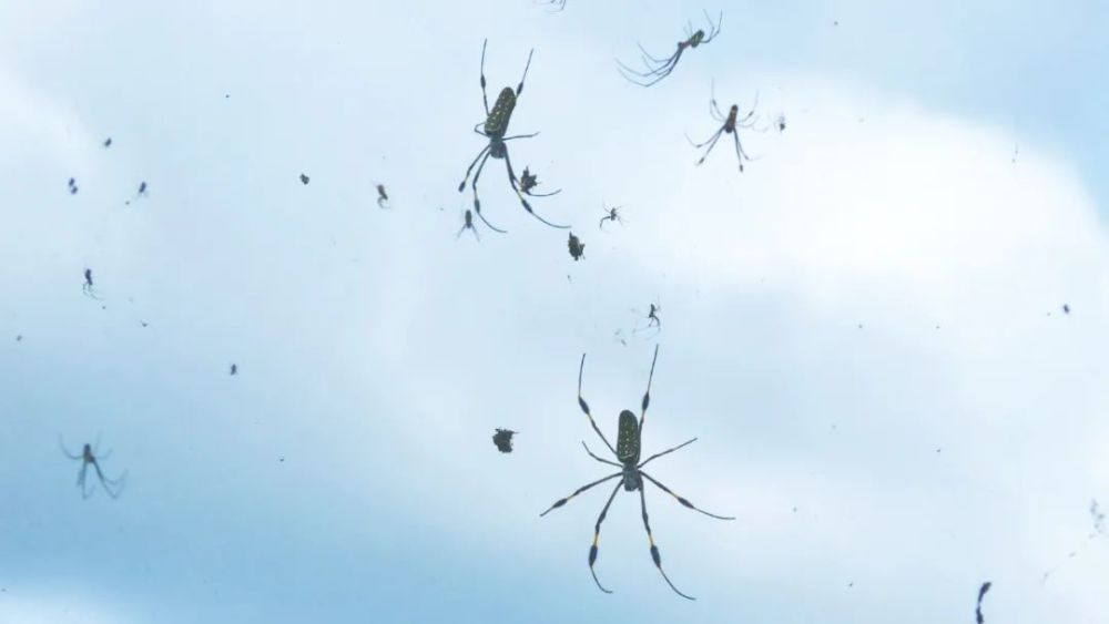 蜘蛛雨是如何形成的