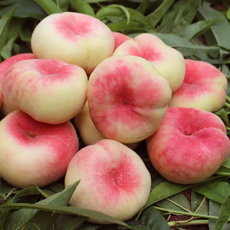 此蟠桃非彼"蟠桃"!