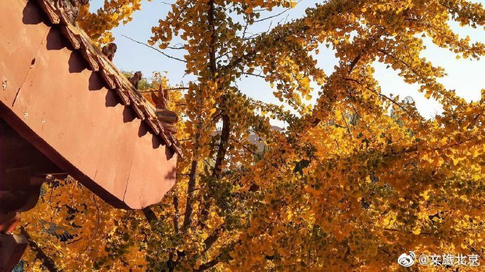 红叶|元大都遗址初冬仍秋色浓郁