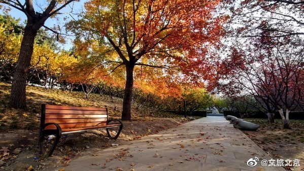 红叶|元大都遗址初冬仍秋色浓郁