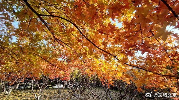 红叶|元大都遗址初冬仍秋色浓郁