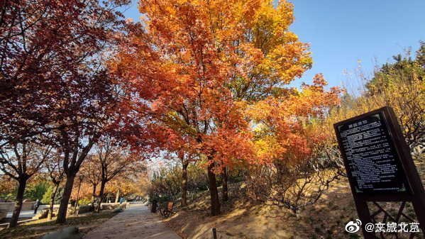 红叶|元大都遗址初冬仍秋色浓郁