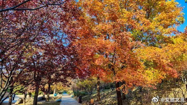 红叶|元大都遗址初冬仍秋色浓郁