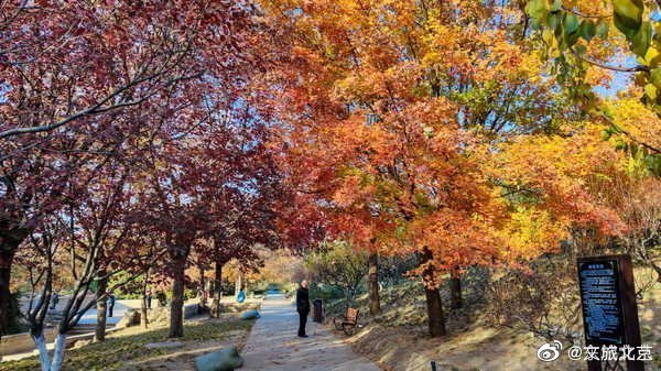 红叶|元大都遗址初冬仍秋色浓郁