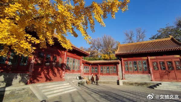 红叶|元大都遗址初冬仍秋色浓郁