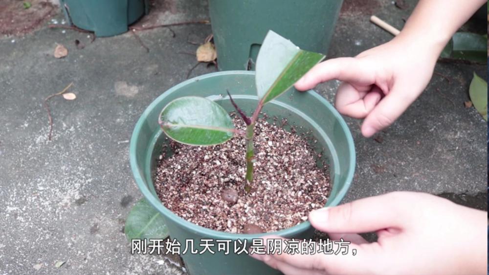 橡皮树底部长出很多侧芽,影响观赏性,剪掉太可惜,可以用来扦插_腾讯
