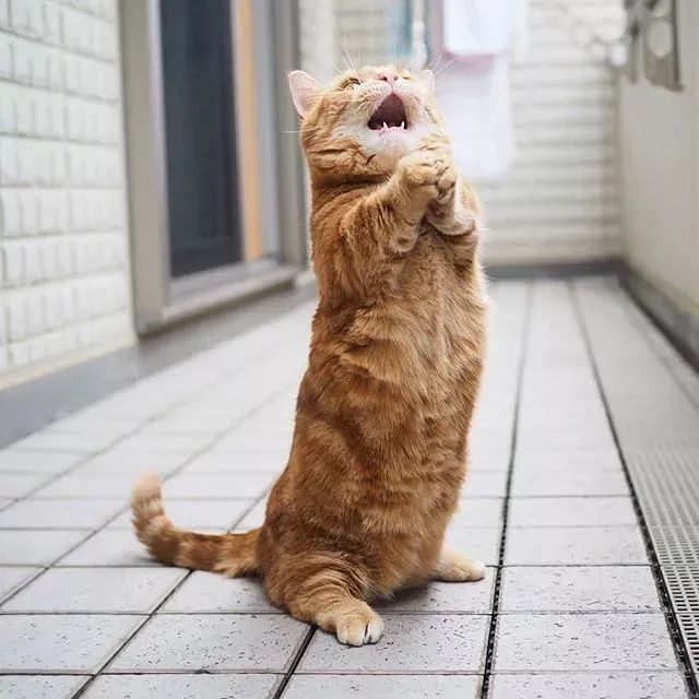 猫趣爱唱歌的小短腿猫咪兄妹举手投足之间萌态十足让人招架不住