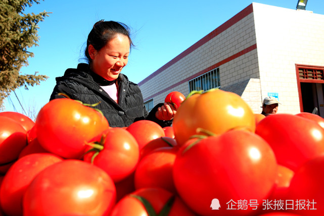 初冬时节,甘州"西红柿"村红起来 村民乐起来