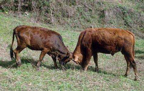 牛打架草药图片图片