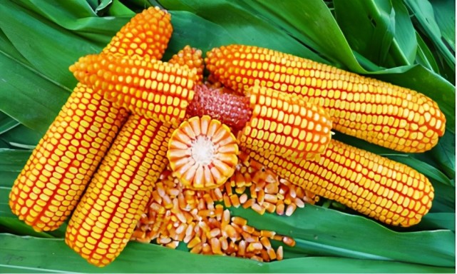 种玉米选择什么品种好这几个品种稳产又高产你会考虑吗