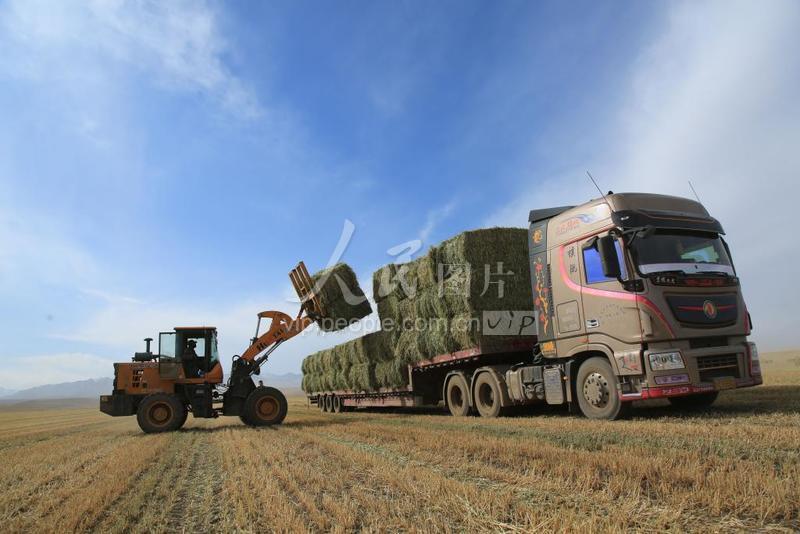 甘肃张掖:祁连山下收草忙_腾讯新闻
